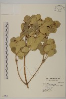 日本衛矛, 大葉黃楊藏品圖，第1張