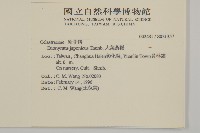 日本衛矛, 大葉黃楊藏品圖，第2張