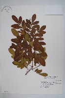 巴西乳香、巴西胡椒木藏品圖，第1張