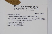 巴西乳香、巴西胡椒木藏品圖，第2張