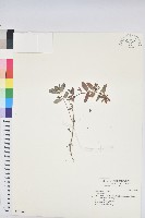 登錄號:S031364藏品圖，第1張