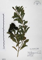 七里香、台灣海桐藏品圖，第1張