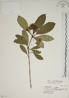 蘭嶼海桐藏品圖，第1張