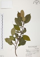 森氏紅淡比藏品圖，第1張