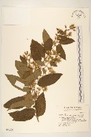 過山龍藏品圖，第1張