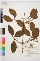 厚葉鐵線蓮藏品圖，第2張