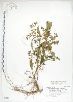 同蕊草、異色線柱苣苔藏品圖，第1張