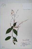 針刺草藏品圖，第1張