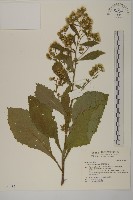 薄葉艾納香藏品圖，第1張