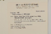 薄葉艾納香藏品圖，第2張