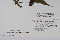 台灣土黨參藏品圖，第2張