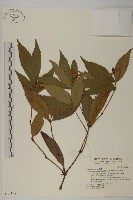 草珊瑚、紅果金粟蘭藏品圖，第1張