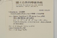 草珊瑚、紅果金粟蘭藏品圖，第2張