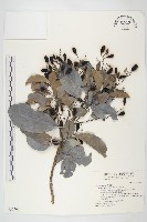 亨利氏伊立基藤藏品圖，第1張