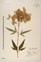 臺灣澤蘭藏品圖，第1張