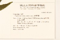 臺灣澤蘭藏品圖，第2張