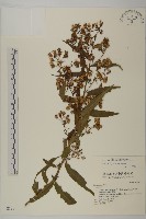 臺灣馬蘭藏品圖，第1張