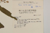 臺灣馬蘭藏品圖，第2張