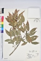 狹葉椆藏品圖，第1張