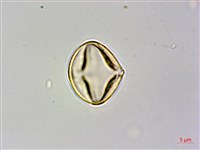 刺莓藏品圖，第2張