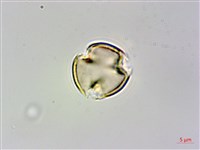 刺莓藏品圖，第3張