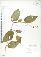 火炭母草藏品圖，第1張