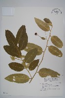 蘭嶼山柑藏品圖，第1張