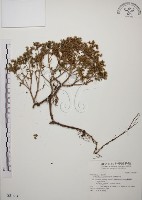 台灣佛甲草、石板菜藏品圖，第1張