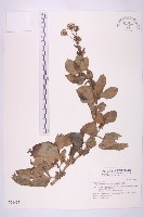 蘭嶼木耳菜藏品圖，第1張