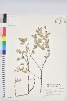 濱大戟藏品圖，第1張