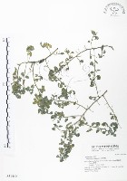 三葉木藍藏品圖，第1張