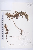 牡蒿藏品圖，第1張