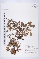 牡蒿藏品圖，第1張