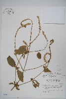 紫莖牛膝、台灣牛膝藏品圖，第1張