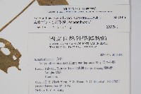 紫莖牛膝、台灣牛膝藏品圖，第2張