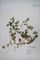 爵床藏品圖，第1張