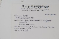 爵床藏品圖，第2張