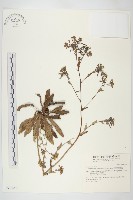 細葉假黃鵪菜藏品圖，第1張