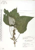 青苧麻藏品圖，第1張