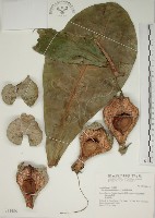 棋盤腳樹藏品圖，第1張