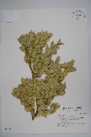 琉球黃楊藏品圖，第1張