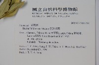 琉球黃楊藏品圖，第2張