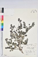 紅仔珠藏品圖，第1張