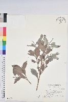 細葉饅頭果藏品圖，第1張