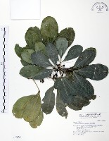 假三腳虌藏品圖，第1張