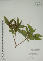 基尖葉野牡丹、蘭嶼野牡丹藏品圖，第1張