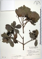 樹杞藏品圖，第1張