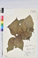 蘭嶼鐵莧、綠島鐵莧藏品圖，第1張