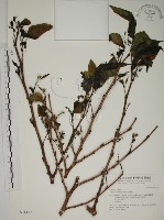 小桑樹藏品圖，第1張