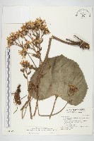 山菊藏品圖，第1張